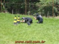 /album/treinamentos/treinamento-cati-11-e-12-12-2010-115-jpg/